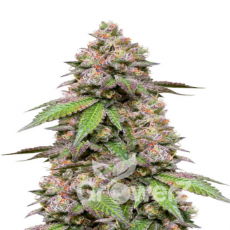 Godzilla Cookies Auto Fem.