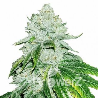 Monster Gelato Fem.