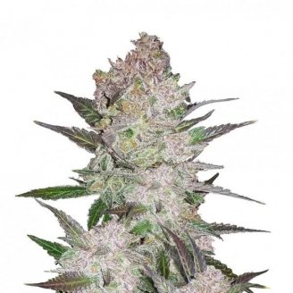 Купить семена марихуаны Cream Cookies Auto Fem.