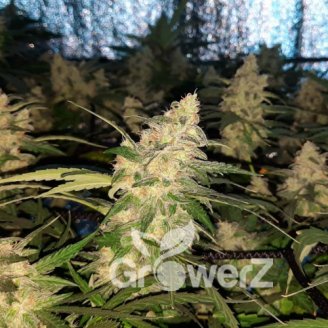 AK 47 XL Auto Fem.