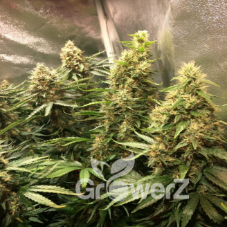 Gorilla Glue #4 Fem.