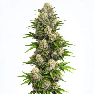 Hellfire OG Auto Fem.
