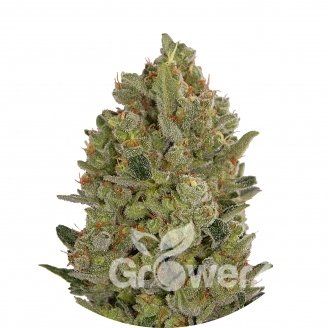 Cheese Fem.