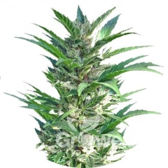 Haze Auto Fem.